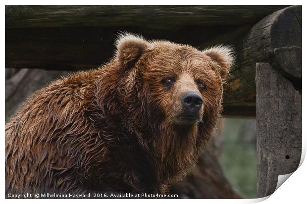 Brown Bear Print by Wilhelmina Hayward