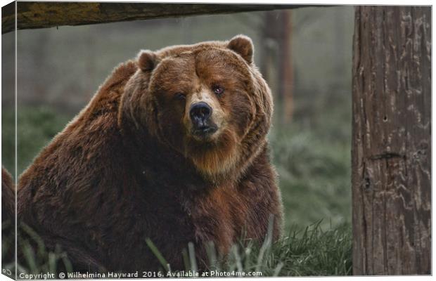 Brown Bear Canvas Print by Wilhelmina Hayward