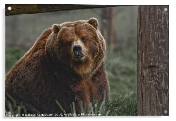 Brown Bear Acrylic by Wilhelmina Hayward