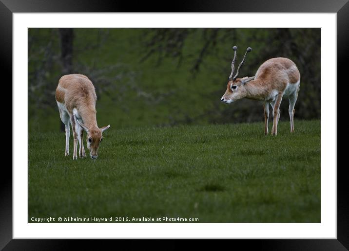 Antelope Friends Framed Mounted Print by Wilhelmina Hayward