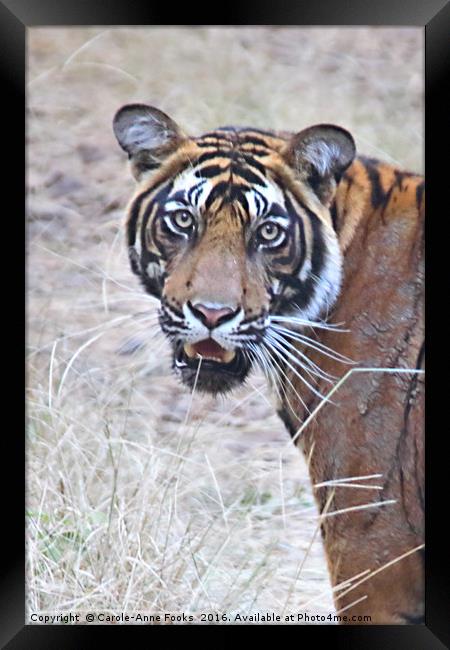 Young male Bengal Tiger Framed Print by Carole-Anne Fooks