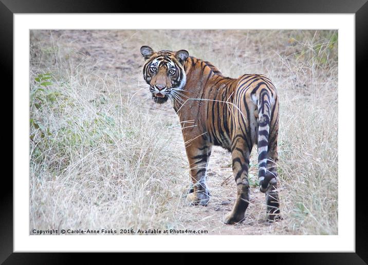 Young Male Bengal Tiger  Framed Mounted Print by Carole-Anne Fooks
