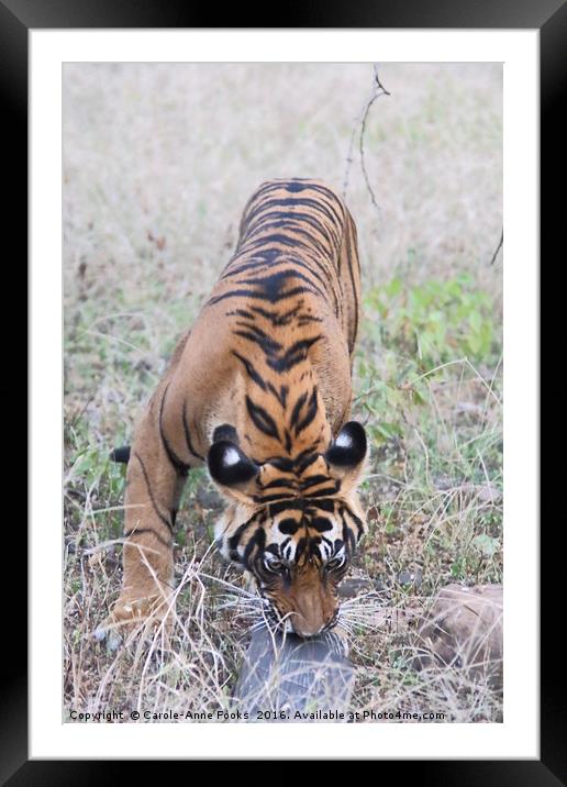 Young Bengal Tiger Framed Mounted Print by Carole-Anne Fooks