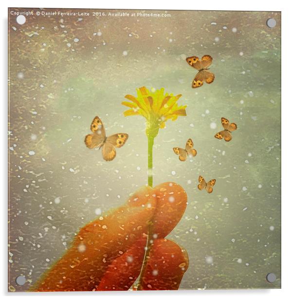 Butterflies Charmer Acrylic by Daniel Ferreira-Leite