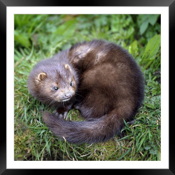 An angry looking mink Framed Mounted Print by Stephen Mole