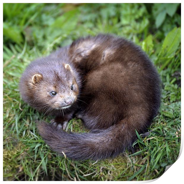 An angry looking mink Print by Stephen Mole