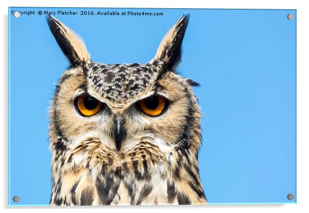 European eagle owl (Bubo bubo) Acrylic by Mary Fletcher