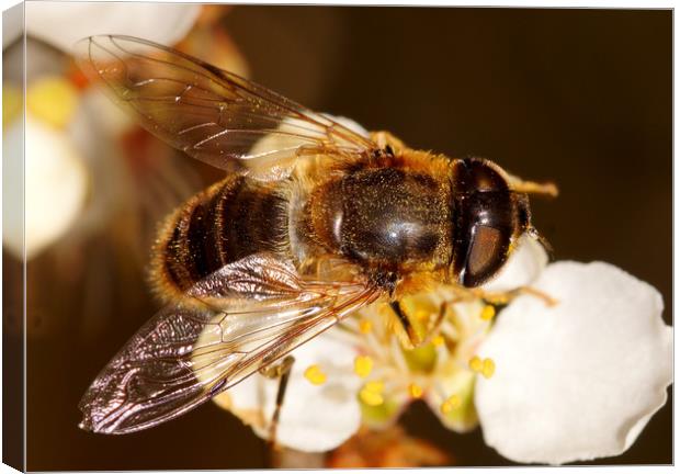 Hover-flyly on flower Canvas Print by JC studios LRPS ARPS