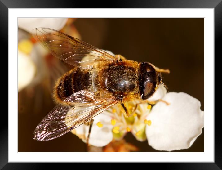 Hover-flyly on flower Framed Mounted Print by JC studios LRPS ARPS