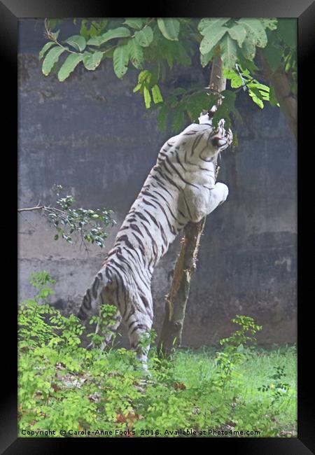 White Bengal Tiger Marking Territory Framed Print by Carole-Anne Fooks
