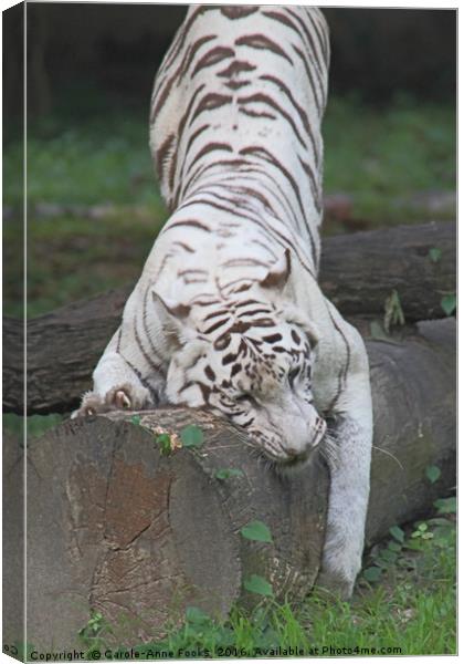 White Bengal Tiger Marking Territory Canvas Print by Carole-Anne Fooks