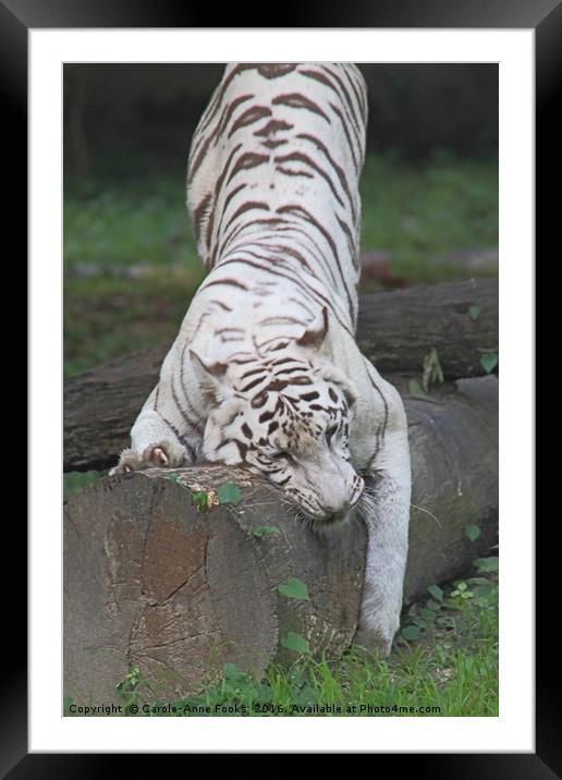 White Bengal Tiger Marking Territory Framed Mounted Print by Carole-Anne Fooks