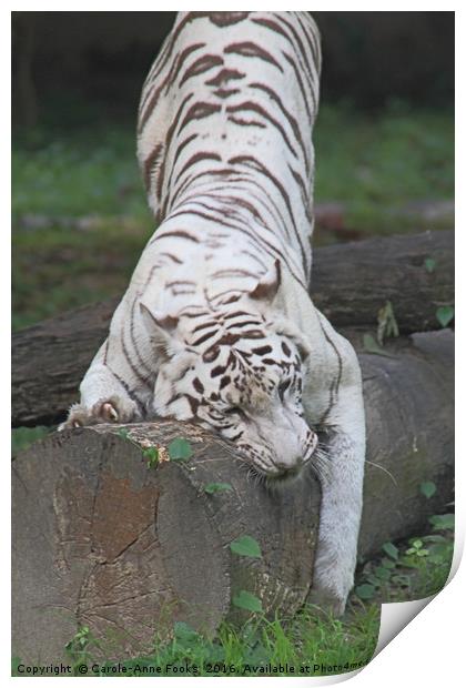White Bengal Tiger Marking Territory Print by Carole-Anne Fooks