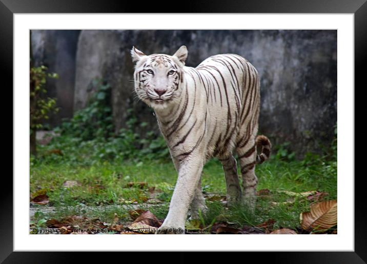 White Bengal Tiger Framed Mounted Print by Carole-Anne Fooks