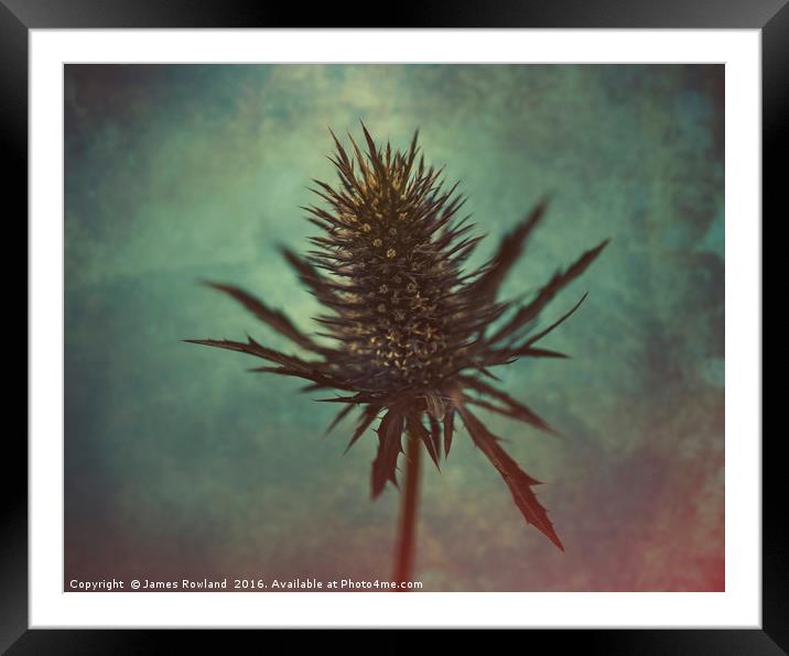 Thistle Framed Mounted Print by James Rowland
