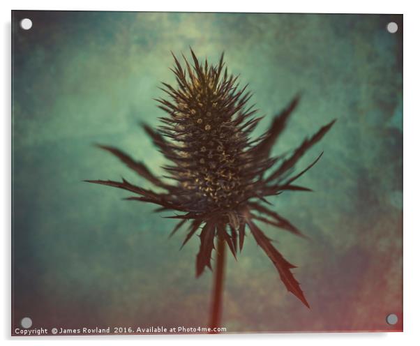 Thistle Acrylic by James Rowland