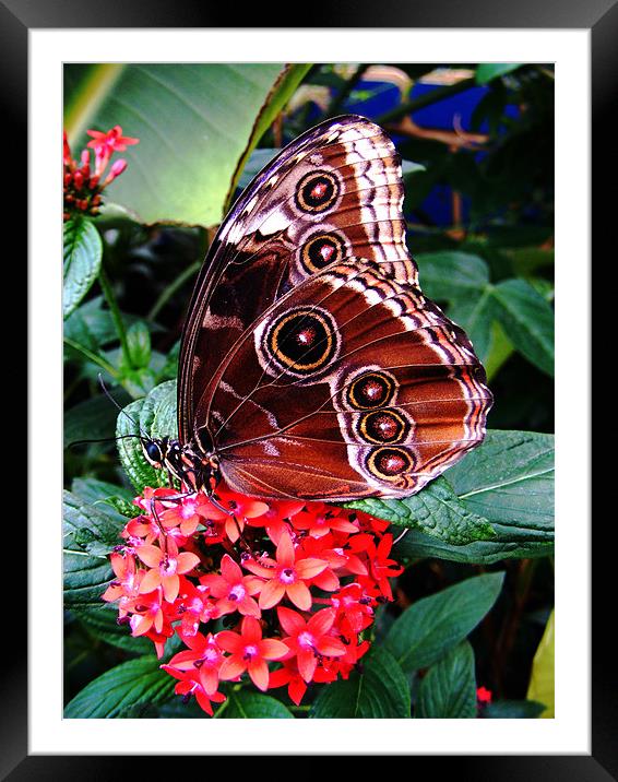 Butterfly Study 4 Framed Mounted Print by val butcher