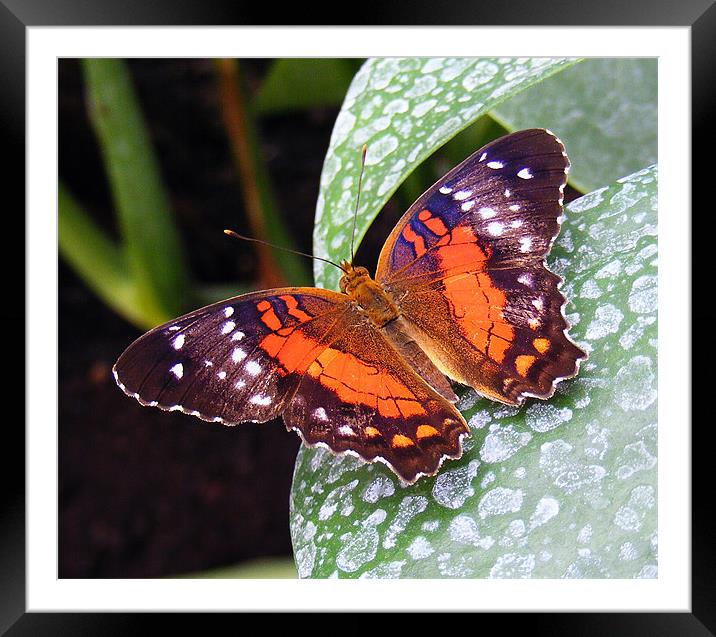 Painted Lady Butterfly Framed Mounted Print by val butcher