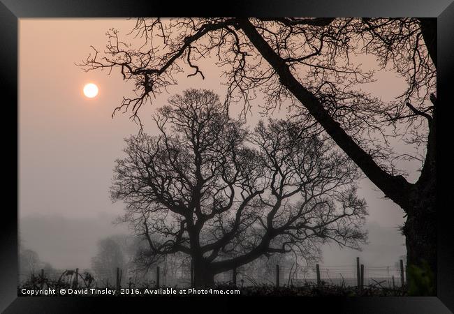Morning Silhouette Framed Print by David Tinsley