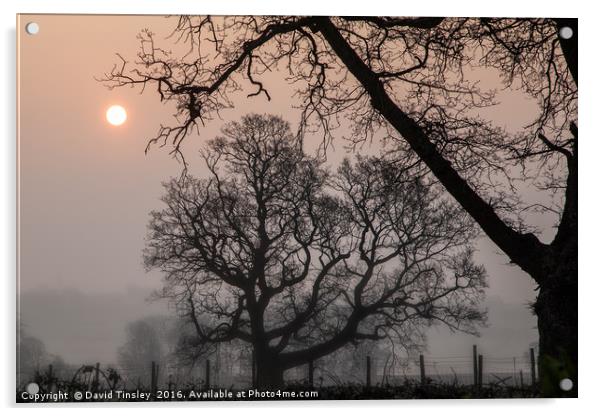 Morning Silhouette Acrylic by David Tinsley