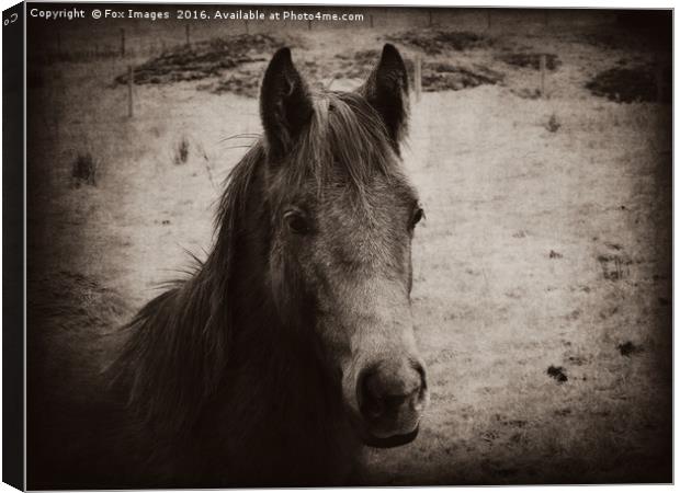 Young foal Canvas Print by Derrick Fox Lomax