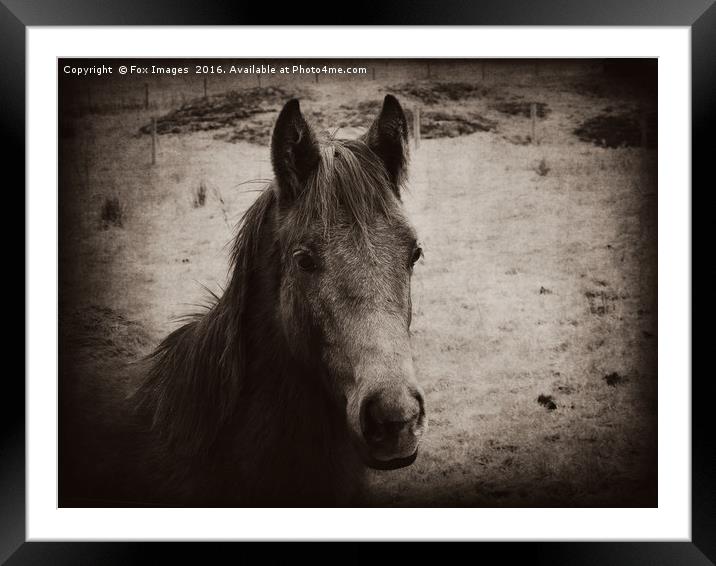 Young foal Framed Mounted Print by Derrick Fox Lomax