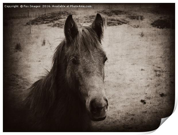 Young foal Print by Derrick Fox Lomax