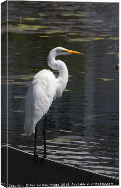 Great Egret Canvas Print by Andrew Paul Myers