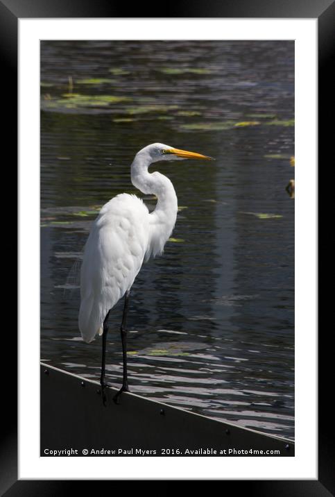 Great Egret Framed Mounted Print by Andrew Paul Myers