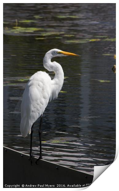 Great Egret Print by Andrew Paul Myers