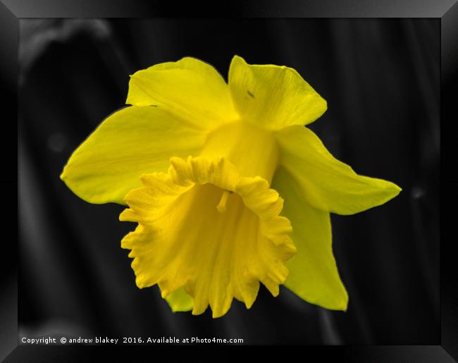 Daffodil color popped Framed Print by andrew blakey