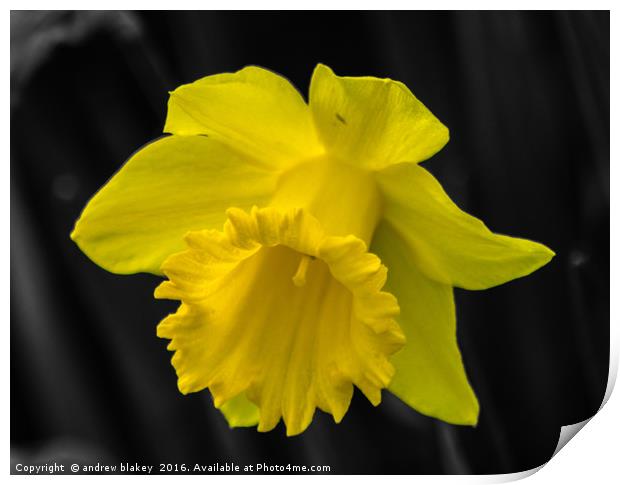 Daffodil color popped Print by andrew blakey