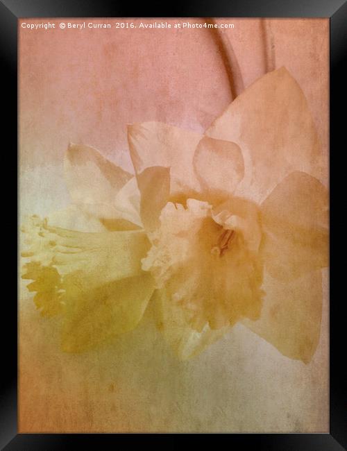 Nostalgic Beauty of Golden Daffodils Framed Print by Beryl Curran