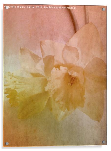 Nostalgic Beauty of Golden Daffodils Acrylic by Beryl Curran