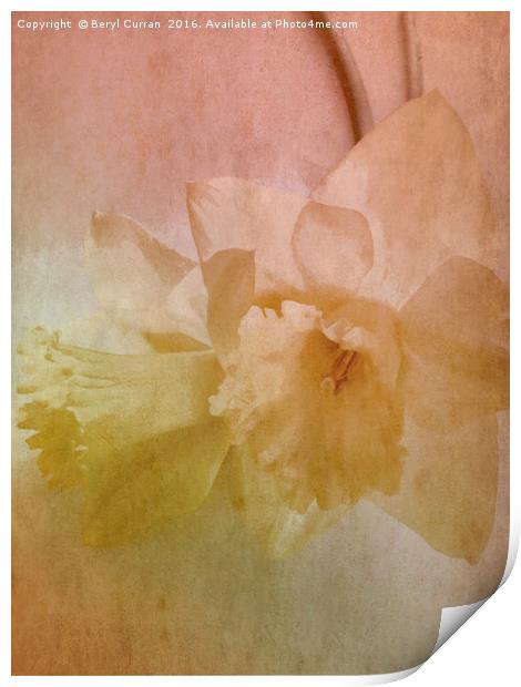 Nostalgic Beauty of Golden Daffodils Print by Beryl Curran