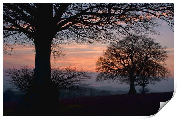 Sunset through the trees Print by Pete Hemington