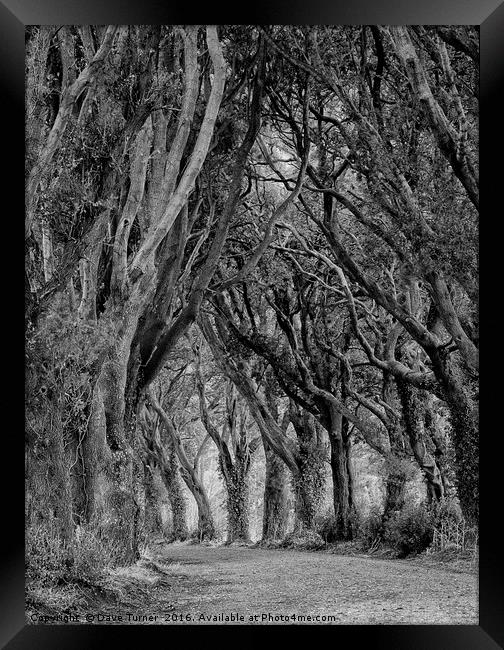 The Trees, Norfolk Framed Print by Dave Turner