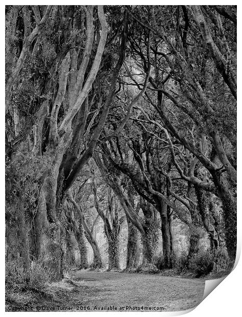 The Trees, Norfolk Print by Dave Turner