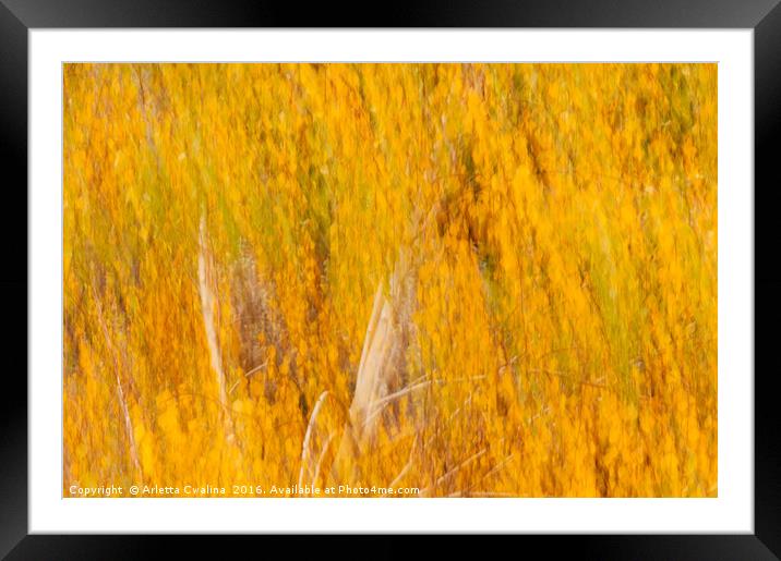 Fall birches movement on the wind Framed Mounted Print by Arletta Cwalina