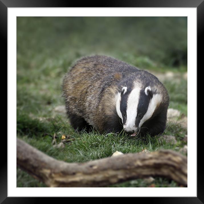 Adult Badger Framed Mounted Print by Stephen Mole