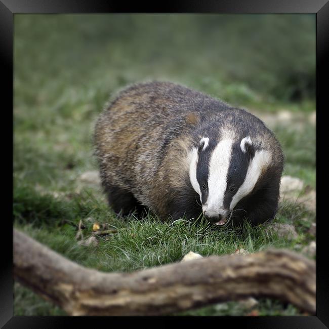 Adult Badger Framed Print by Stephen Mole