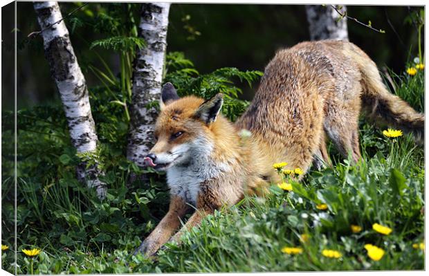 Fox stretching front legs Canvas Print by Stephen Mole