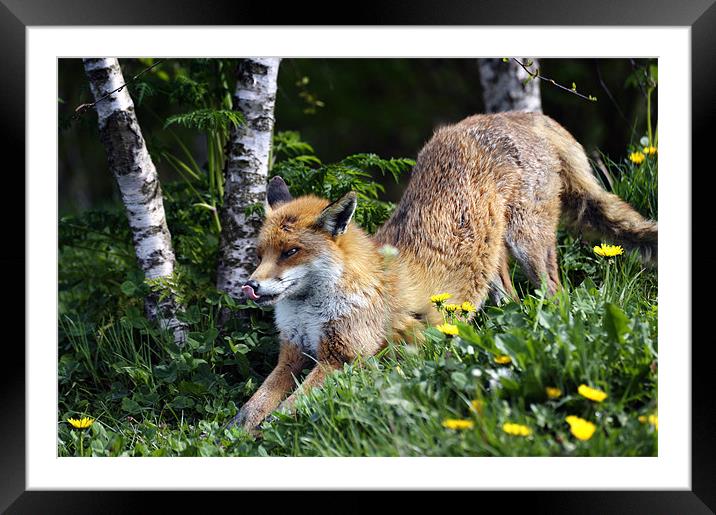 Fox stretching front legs Framed Mounted Print by Stephen Mole