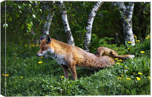 Fox stretching back legs Canvas Print by Stephen Mole