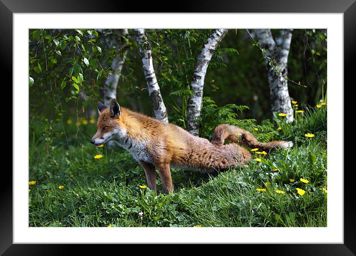 Fox stretching back legs Framed Mounted Print by Stephen Mole