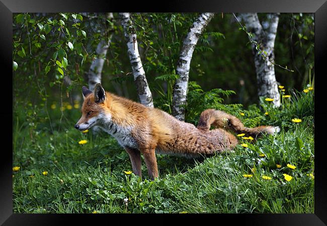 Fox stretching back legs Framed Print by Stephen Mole