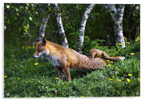 Fox stretching back legs Acrylic by Stephen Mole