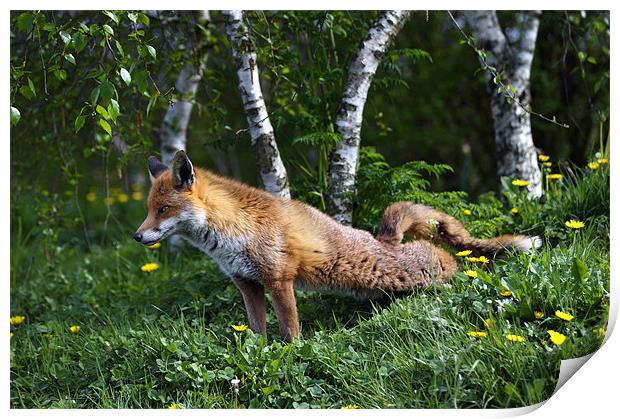 Fox stretching back legs Print by Stephen Mole