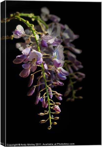 Wisteria Sinensis Canvas Print by Andy Morley