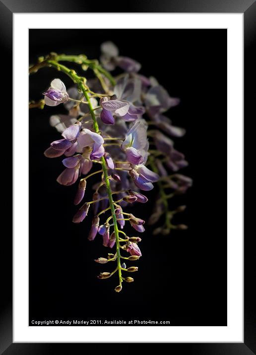 Wisteria Sinensis Framed Mounted Print by Andy Morley